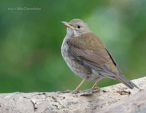 Pale Thrush (Turdus pallidus) photo image