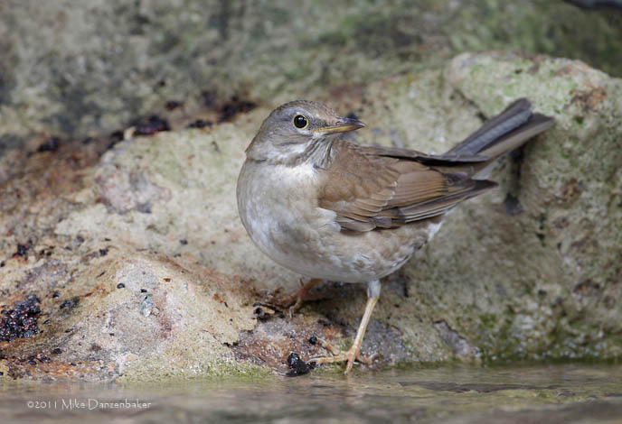 Pale Thrush (Turdus pallidus) photo image