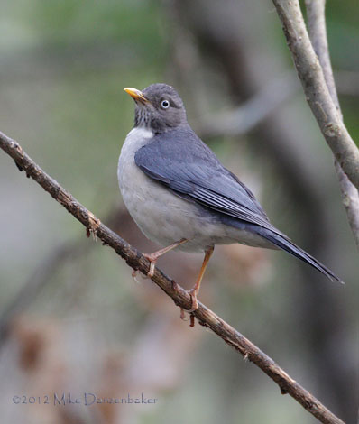 Plumbeous-backed Thrush (Turdus reevei) photo