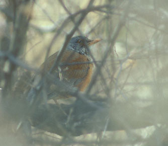 Rufous-backed Thrush (Turdus rufopalliatus) photo image