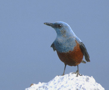 Chestnut-bellied Rock Thrush (Monticola rufiventris) photo image