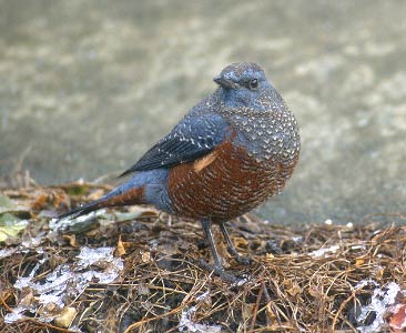 Chestnut-bellied Rock Thrush (Monticola rufiventris) photo image