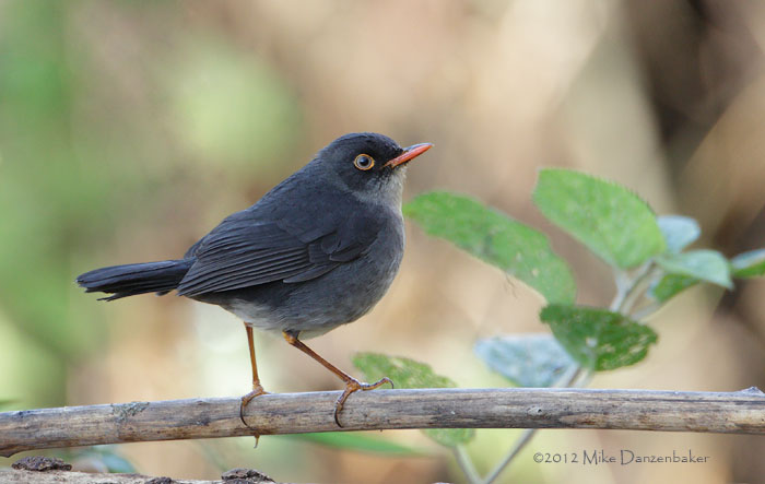Slaty-backed Nightingale-Thrush (Catharus fuscater) photo image