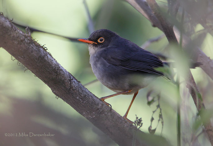 Slaty-backed Nightingale-Thrush (Catharus fuscater) photo image
