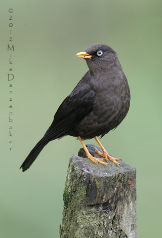 Sooty Thrush (Turdus nigrescens) photo