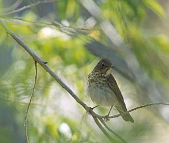Swainson's Thrush (Catharus ustulatus) photo image