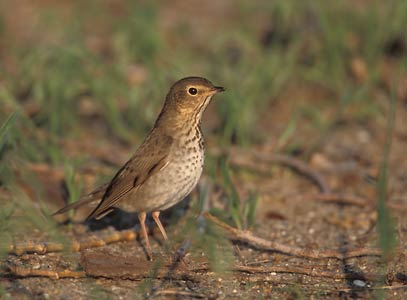 Swainson's Thrush (Catharus ustulatus) photo image