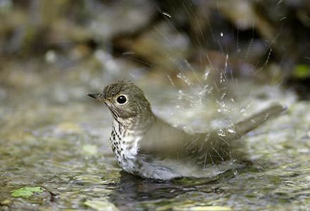 Swainson's Thrush (Catharus ustulatus) photo