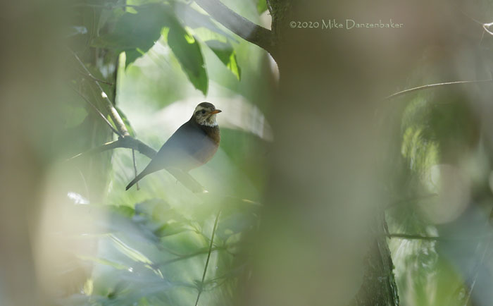 Taiwan Thrush (Turdus niveiceps) photo