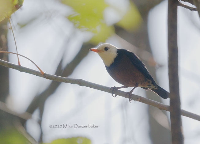 Taiwan Thrush (Turdus niveiceps) photo