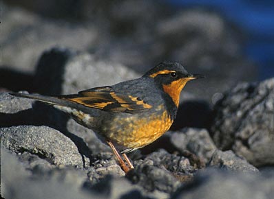 Varied Thrush (Ixoreus naevius) photo image