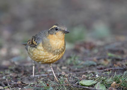Varied Thrush (Ixoreus naevius) photo image