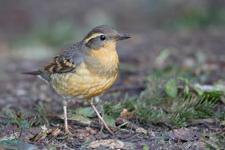 Varied Thrush (Ixoreus naevius) photo image