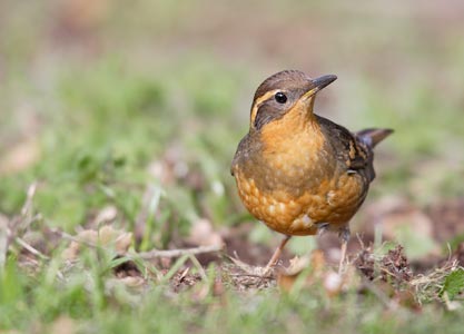 Varied Thrush (Ixoreus naevius) photo image