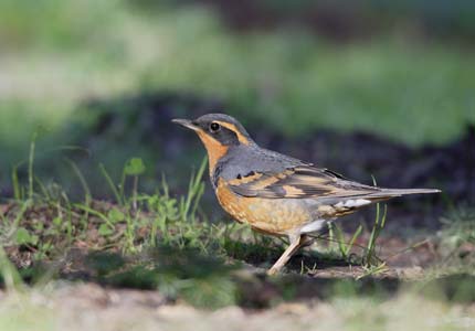 Varied Thrush (Ixoreus naevius) photo image