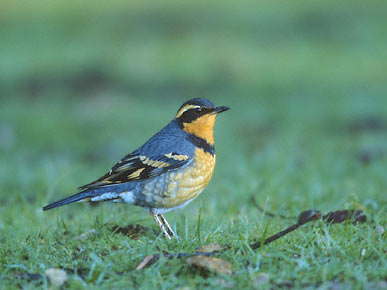 Varied Thrush (Ixoreus naevius) photo image