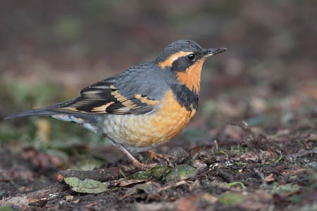 Varied Thrush (Ixoreus naevius) photo image