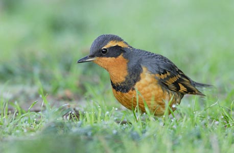 Varied Thrush (Zoothera (Ixoreus) naevius) photo