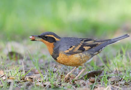 Varied Thrush (Ixoreus naevius) photo image