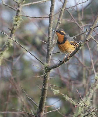 Varied Thrush (Ixoreus naevius) photo image
