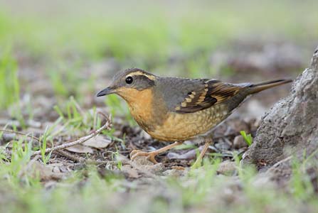 Varied Thrush (Ixoreus naevius) photo image