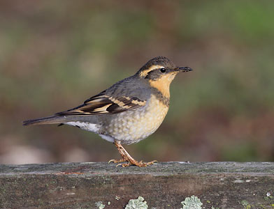 Varied Thrush (Ixoreus naevius) photo image