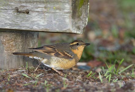 Varied Thrush (Ixoreus naevius) photo image