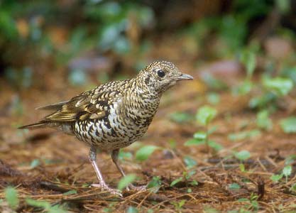 White's Thrush (Zoothera aurea) photo image