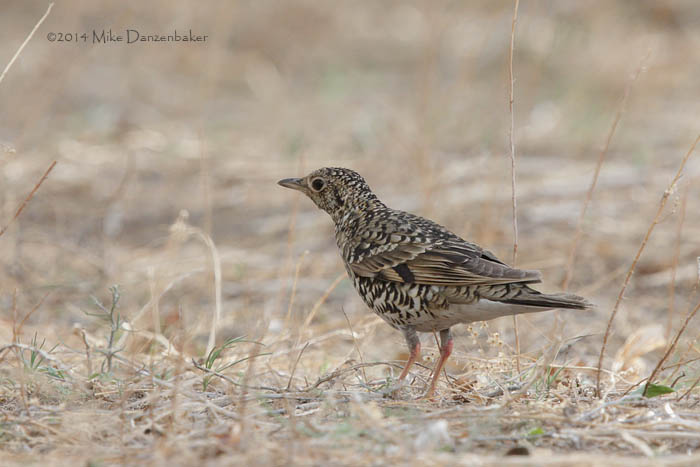 White's Thrush (Zoothera aurea) photo image