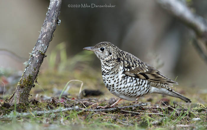 White's Thrush (Zoothera aurea) photo image