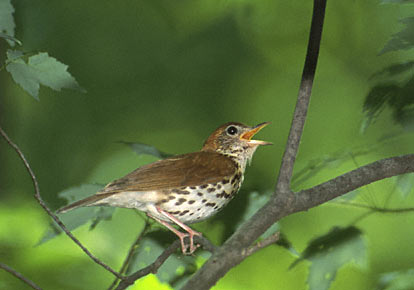 Wood Thrush (Hylocichla mustelina) photo image