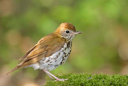 Wood Thrush (Hylocichla mustelina) photo image
