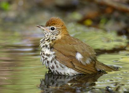 Wood Thrush (Hylocichla mustelina) photo image