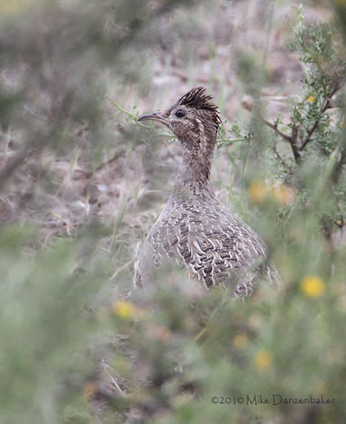 Chilean Tinamou (Nothoprocta perdicaria) photo