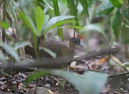 Great Tinamou (Tinamus major) photo image