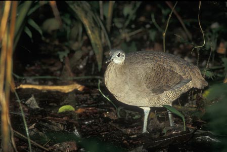 Great Tinamou (Tinamus major) photo