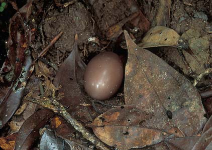 Little Tinamou (Nothocercus soui) photo image