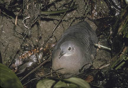 Little Tinamou (Nothocercus soui) photo image