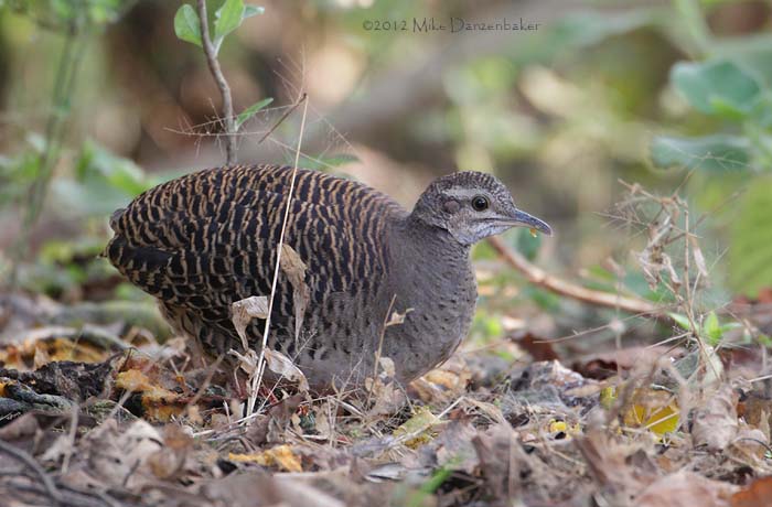 Pale-browed Tinamou (Nothocercus transfasciatus) photo