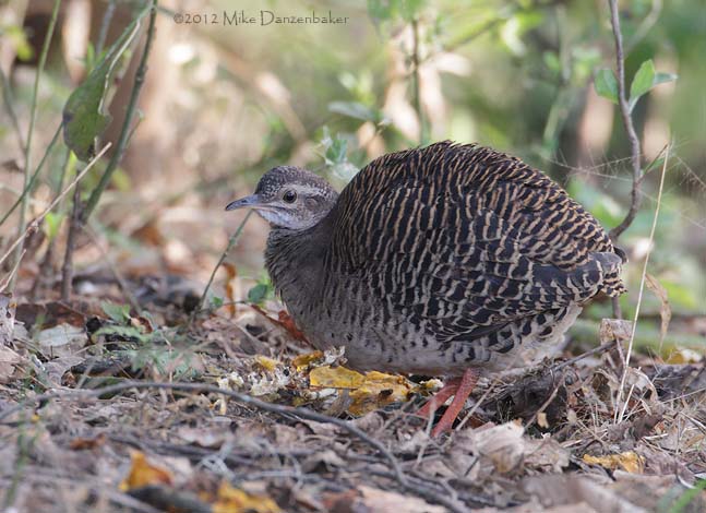 Pale-browed Tinamou (Nothocercus transfasciatus) photo