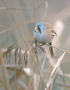 Bearded Reedling (Panurus biarmicus) photo image