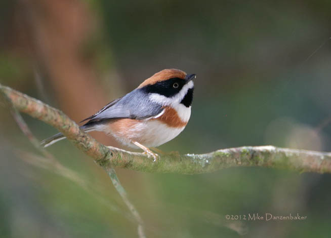 Black-throated Bushtit (Aegithalos concinnus) photo image