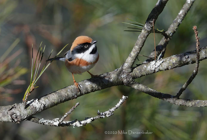 Black-throated Bushtit (Aegithalos concinnus) photo image