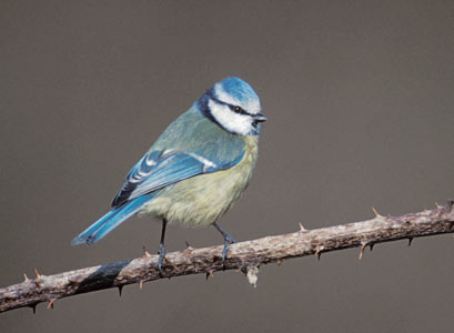 Blue Tit (Cyanistes caeruleus) photo image