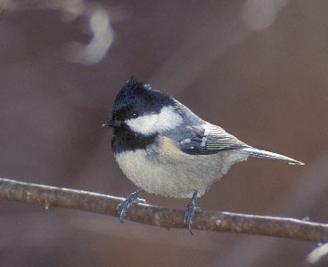 Coal Tit (Periparus ater) photo image