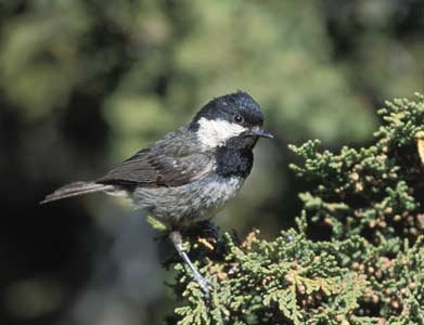 Coal Tit (Periparus ater) photo image