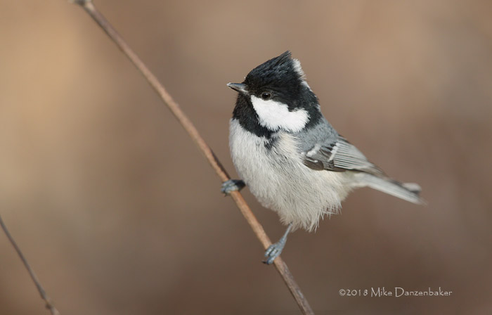 Coal Tit (Periparus ater) photo image