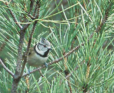 European Crested Tit (Lophophanes cristatus) photo image