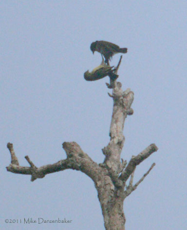 Forest Penduline-Tit (Anthoscopus flavifrons) photo