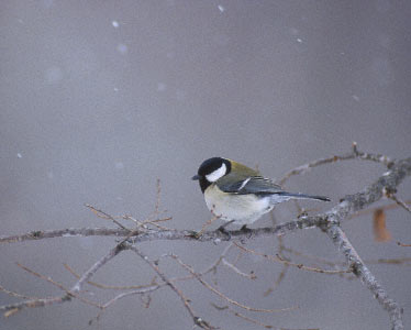 Japanese Tit (Parus minor) photo image